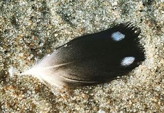 Black and white feather with two white spots.