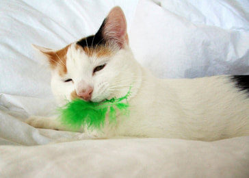 cat with green feather in mouth