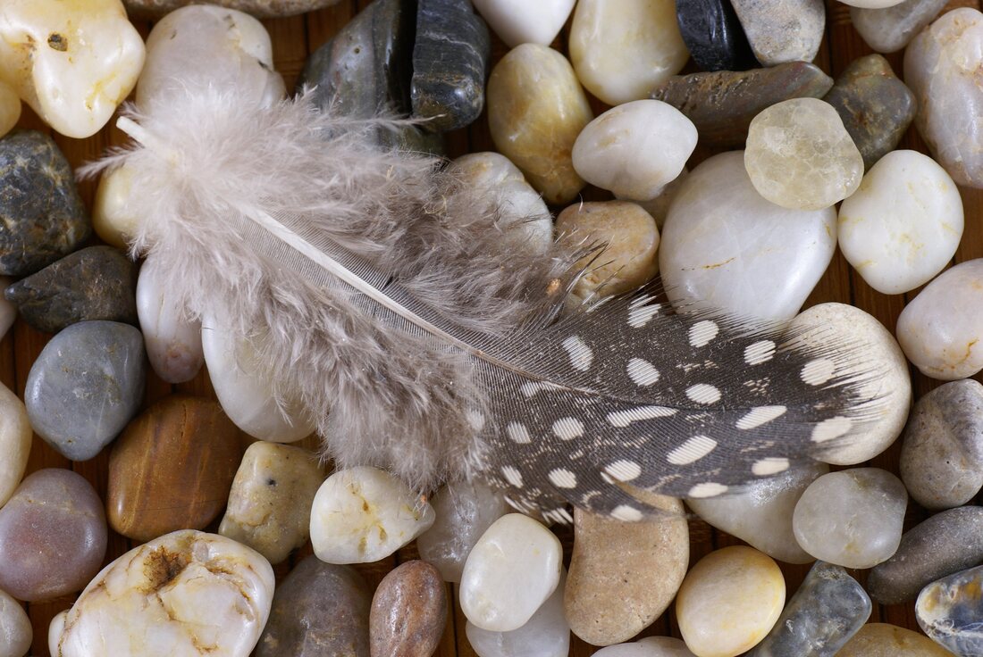 spotty feathers on pebbles