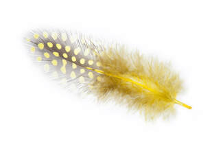 Yellow Feather Meaning and Symbolism - Color Meanings